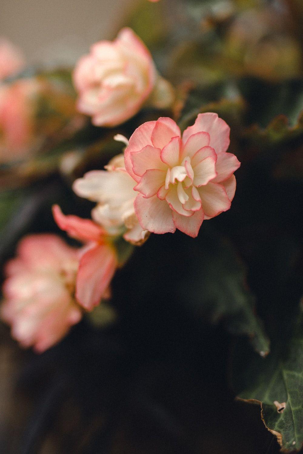 1000x1500 Begonia Picture. Download Free Image .com