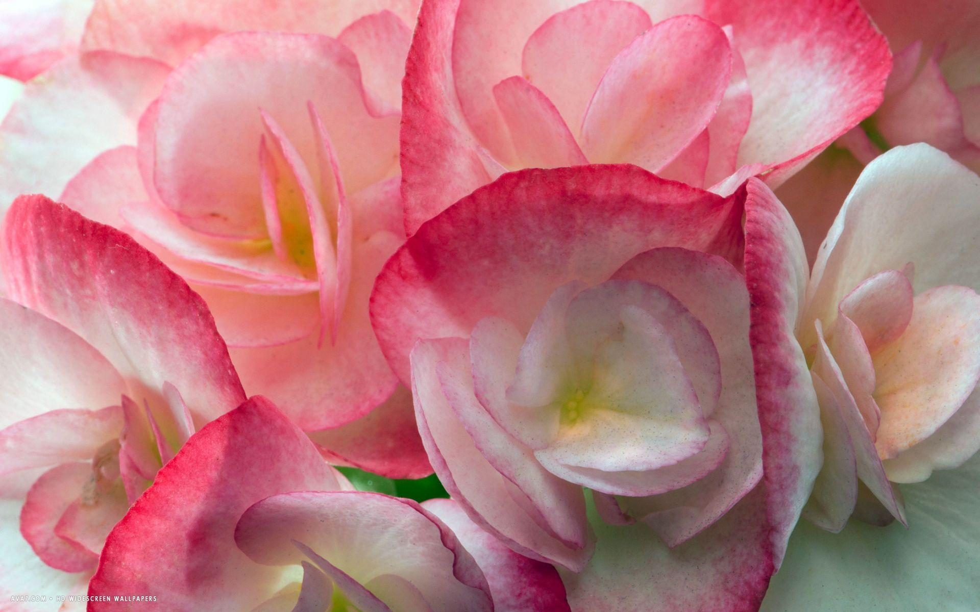 1920x1200 Rose Blooms Begonia Flower Free .