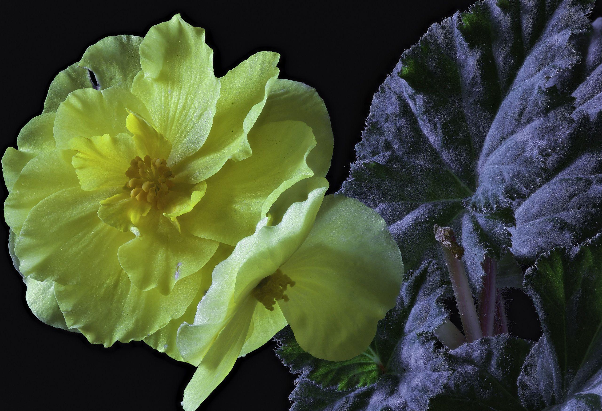 2560x1749 Desktop Wallpaper Yellow flower .