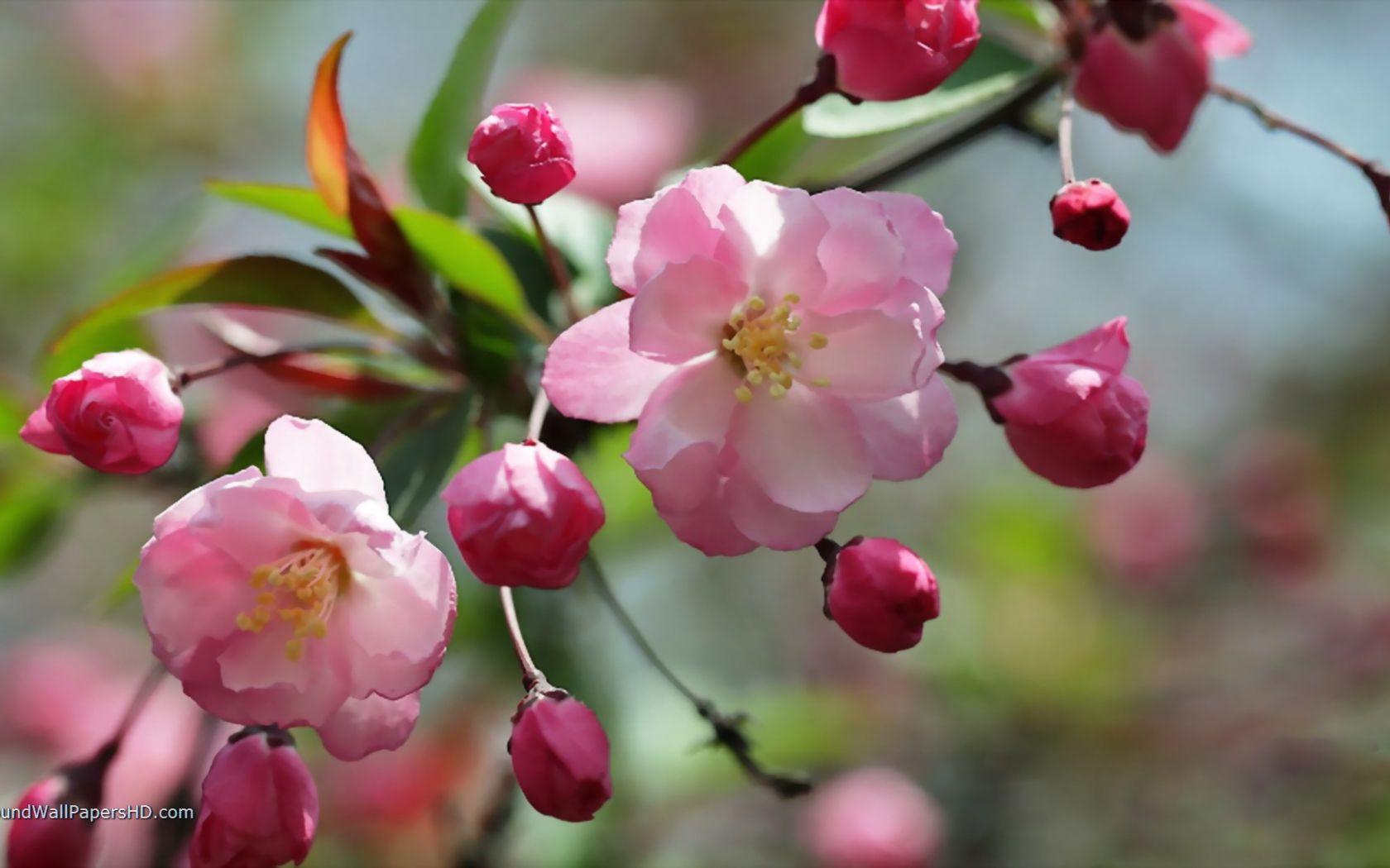 1680x1050 Free download Very Nice Begonia Flowers .