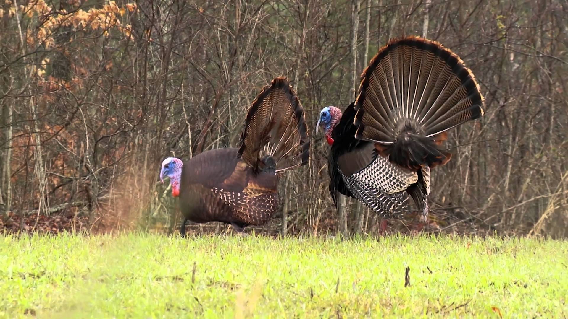1920x1080 The Hit List: Spring. The Par 5. Turkey Hunting Show HD