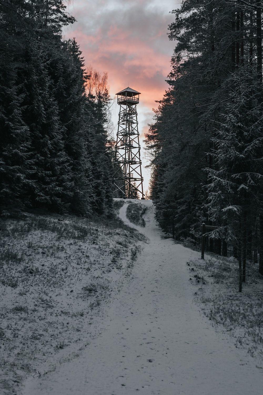 1000x1500 Snowy Forest Picture. Download Free Image