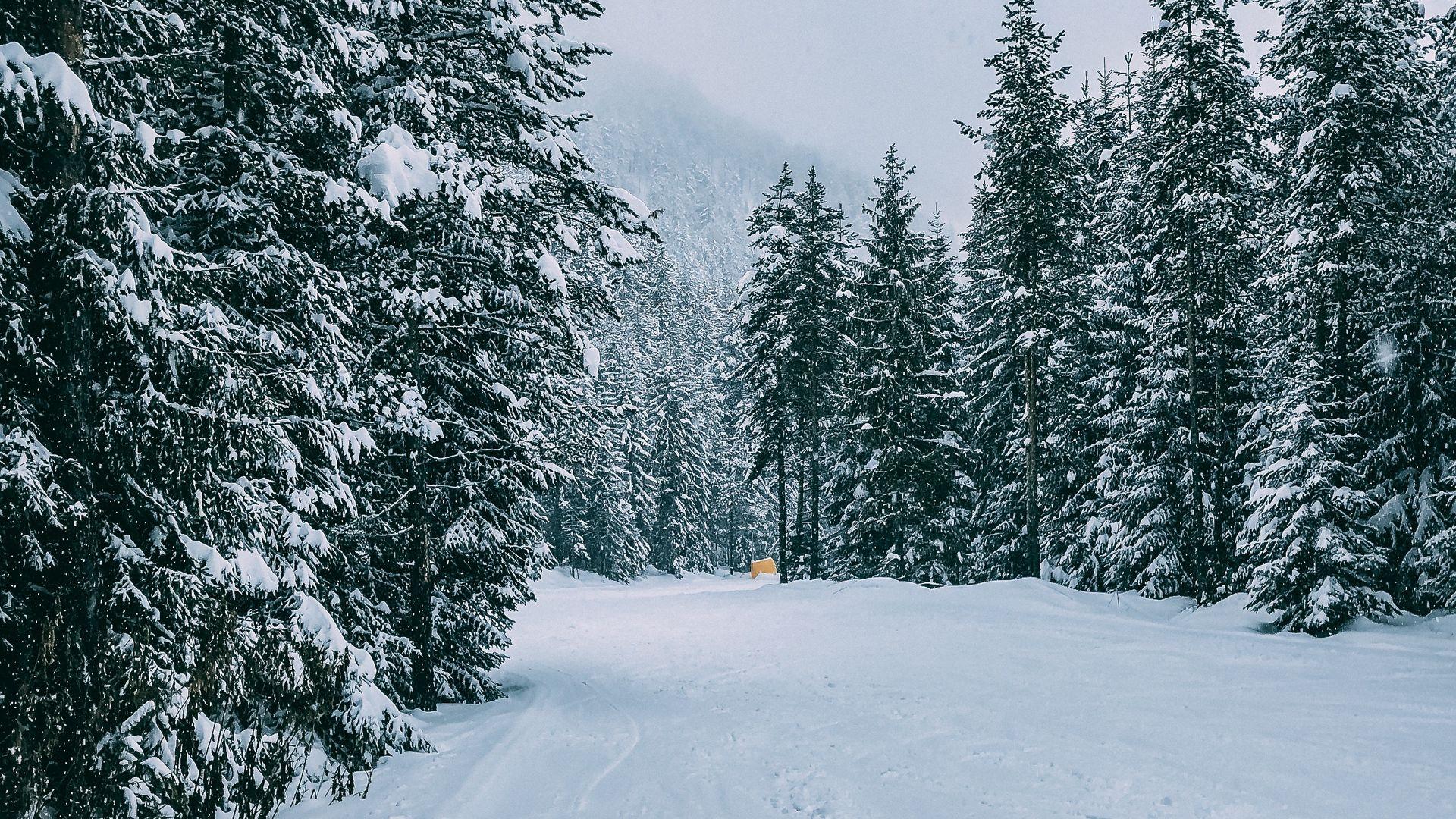 1920x1080 Winter Forest Wallpaper