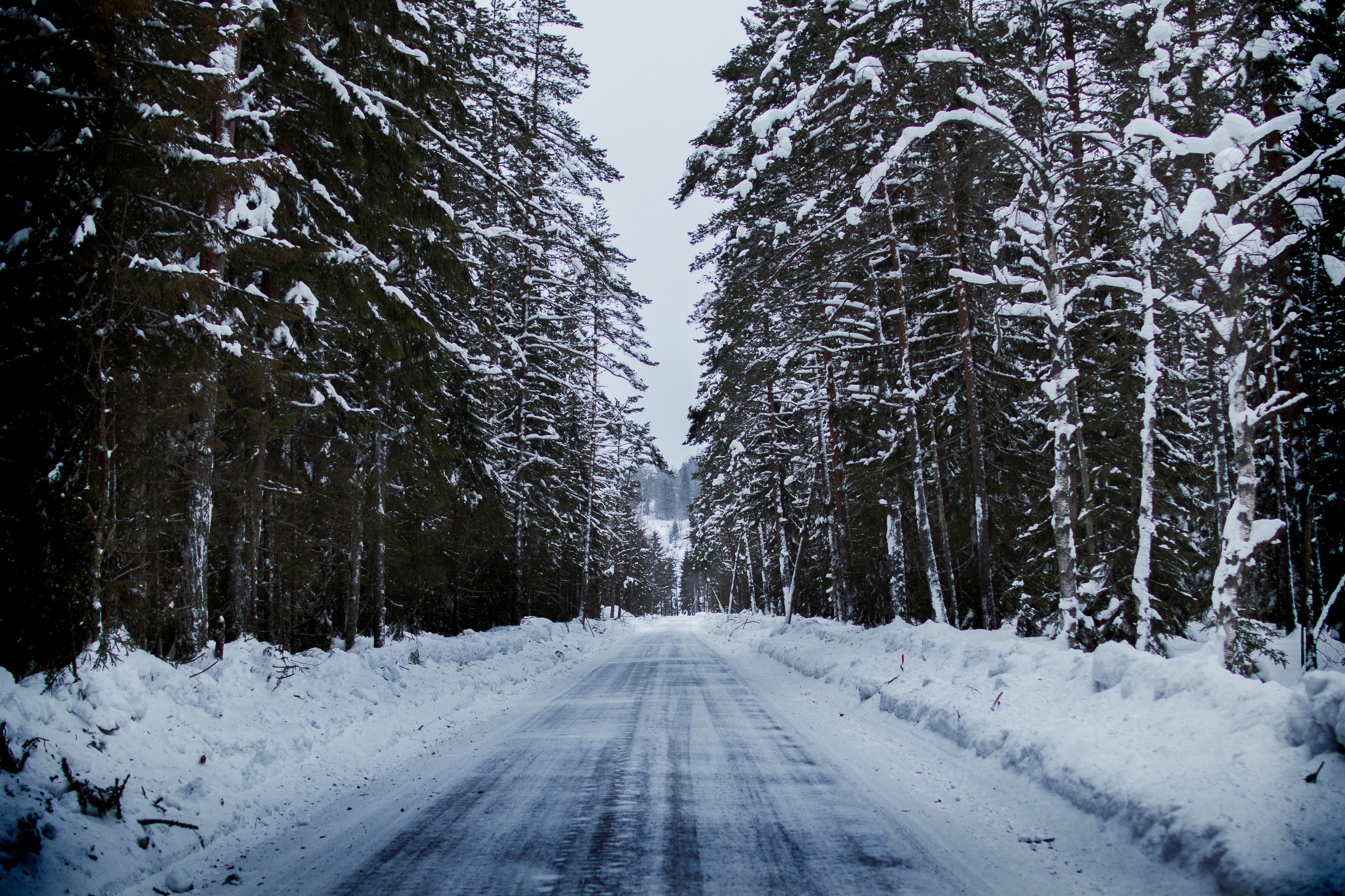 5472x3648 Snowy Road Between Trees · Free