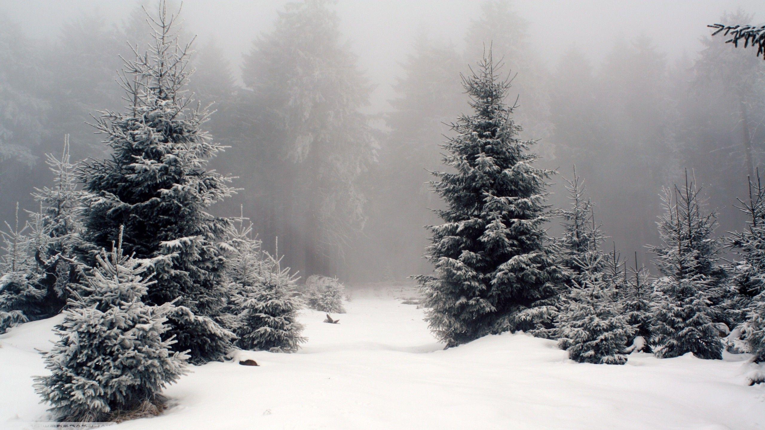 2560x1440 nature, Landscape, Snow, Forest Wallpaper HD / Desktop and Mobile Background