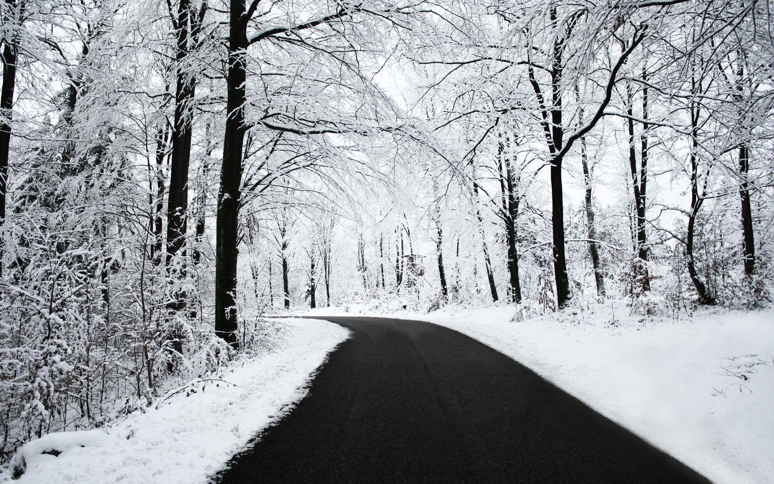 2560x1600 Snowy Forest Wallpaper HD .