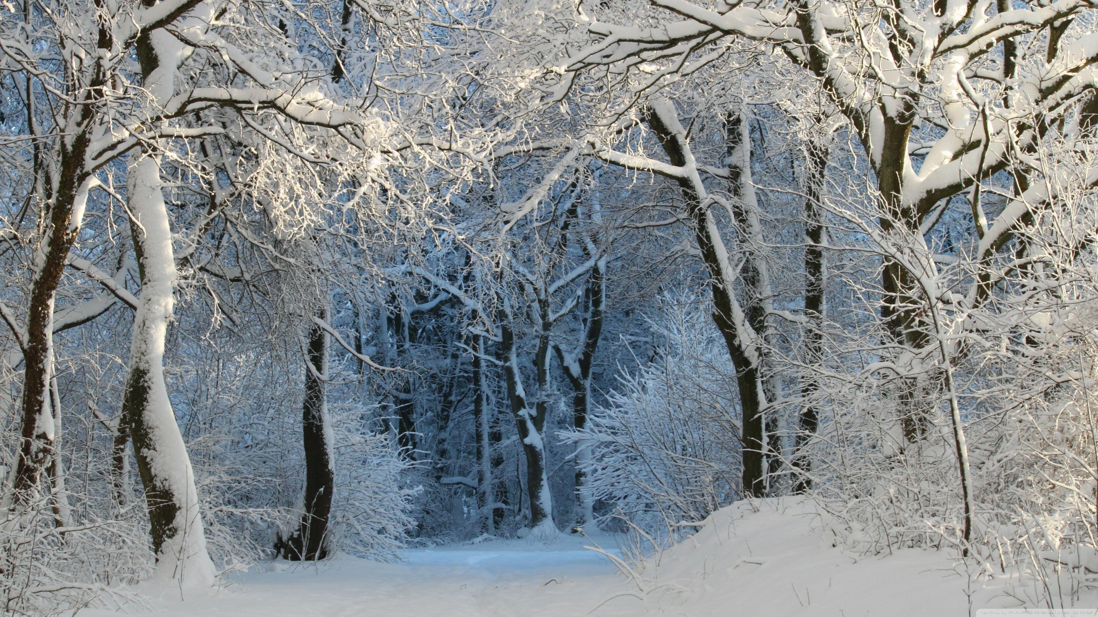 3554x1999 Into the Forest, Winter Ultra HD Desktop Background Wallpaper for 4K UHD TV : Widescreen & UltraWide Desktop & Laptop : Tablet