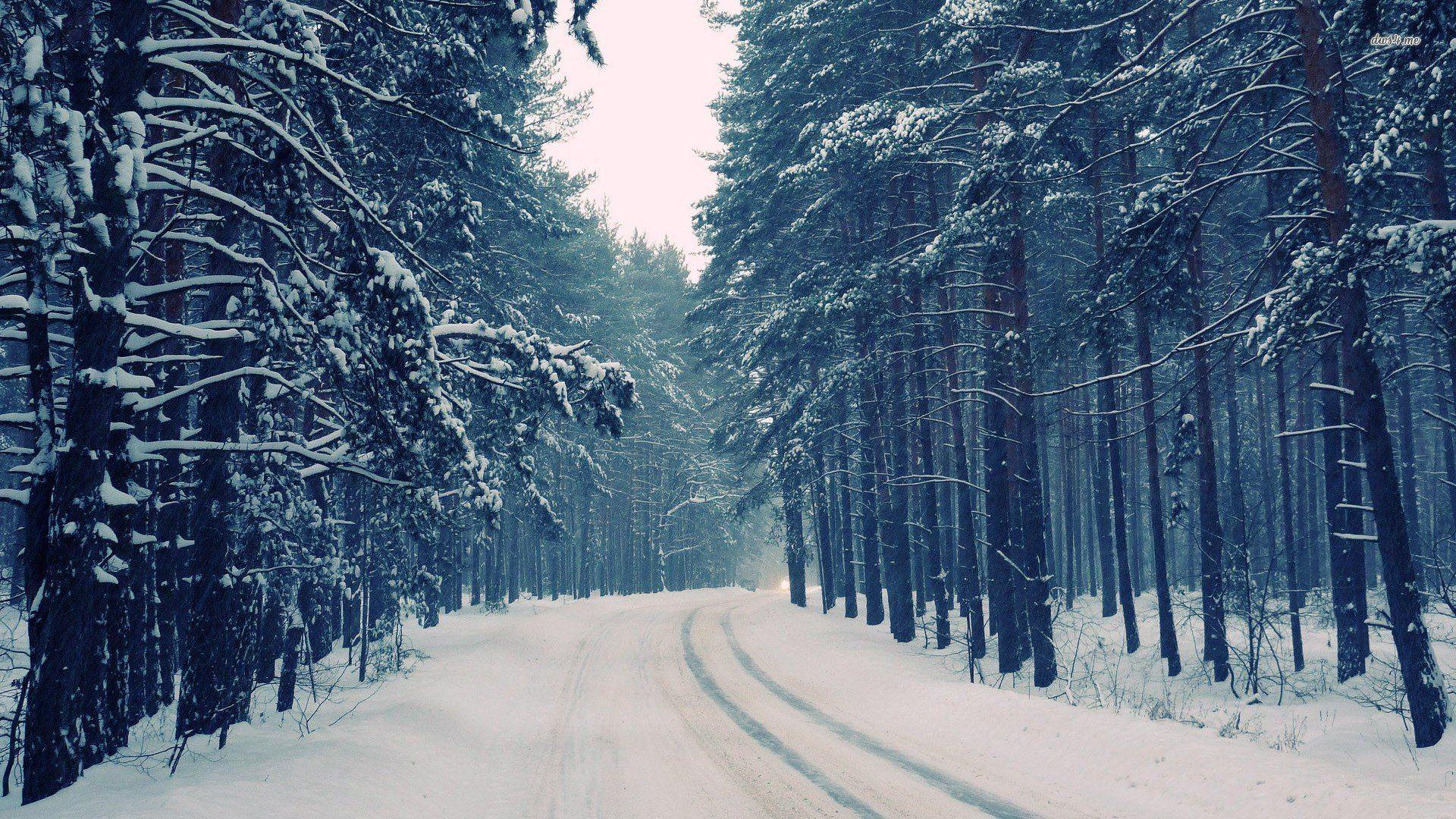 1920x1080 Snowy Forest Desktop Wallpaper .