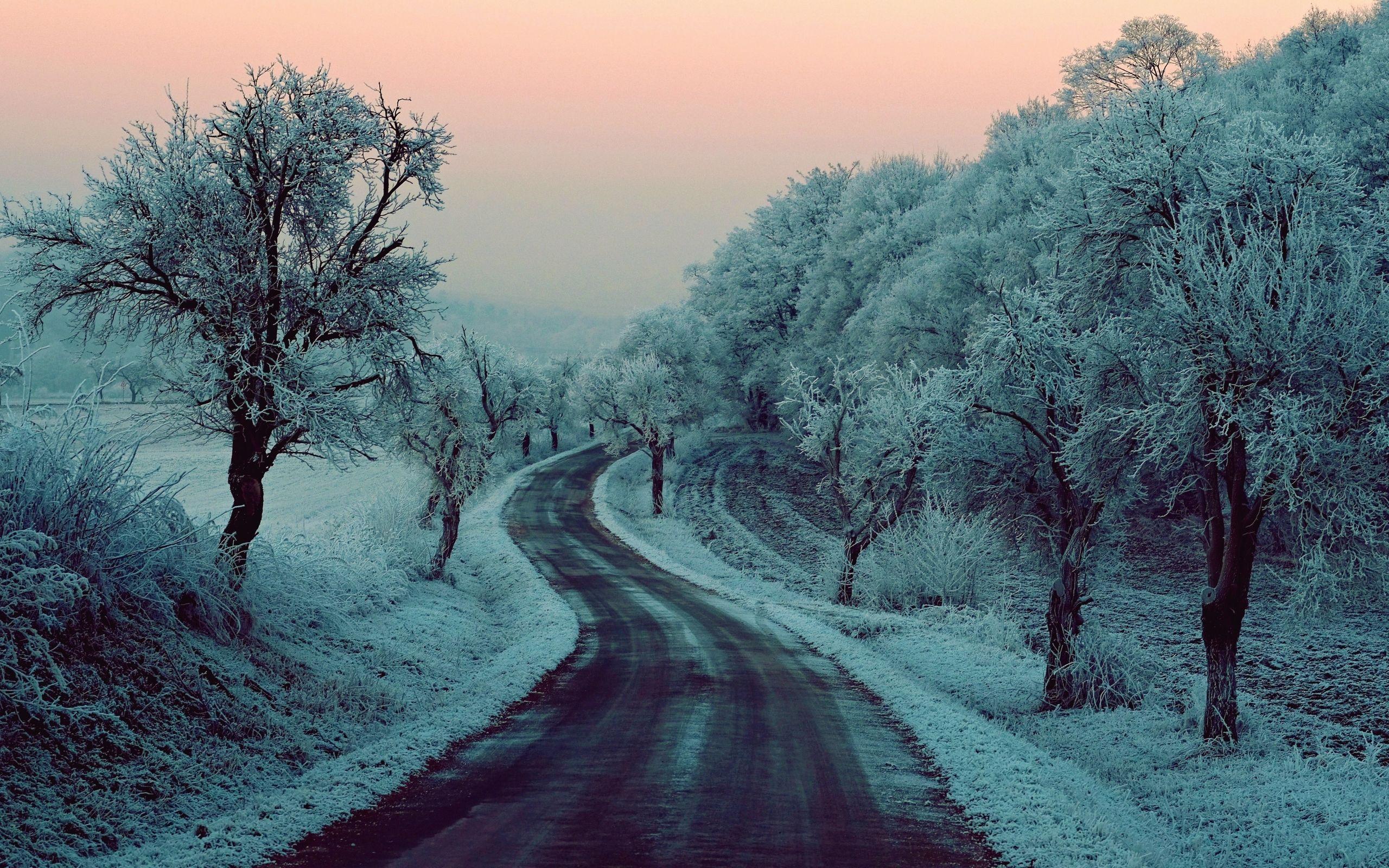 2560x1600 Wallpaper Of Earth, Road, Snow, Tree .