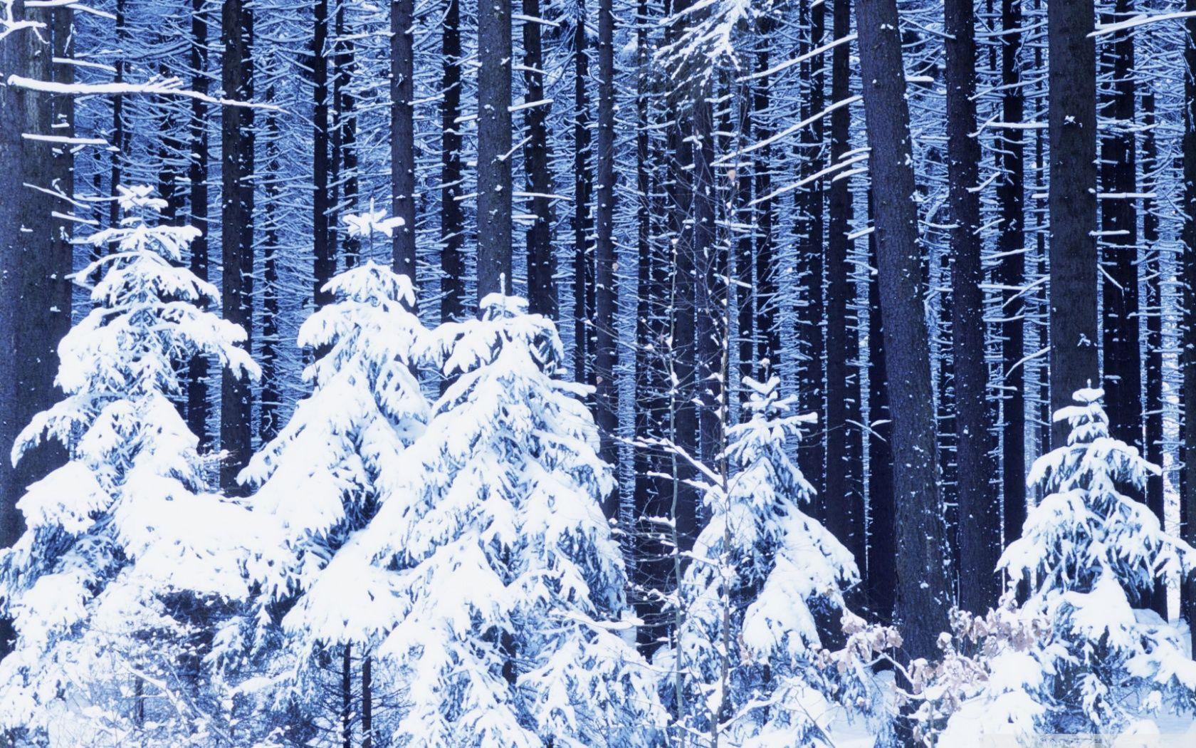 1680x1050 Download Snowy Forest UltraHD Wallpaper .