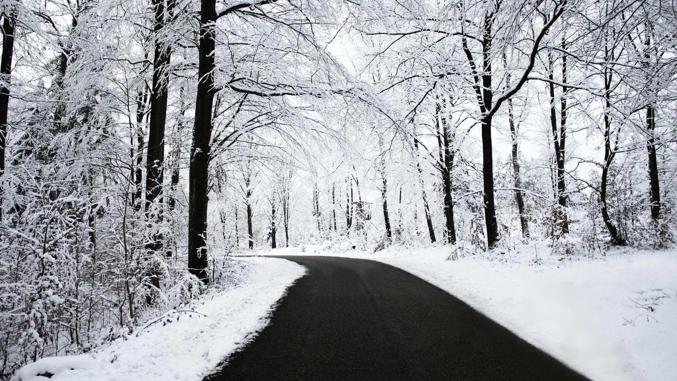 2560x1440 iPhone Snow Forest Wallpaper