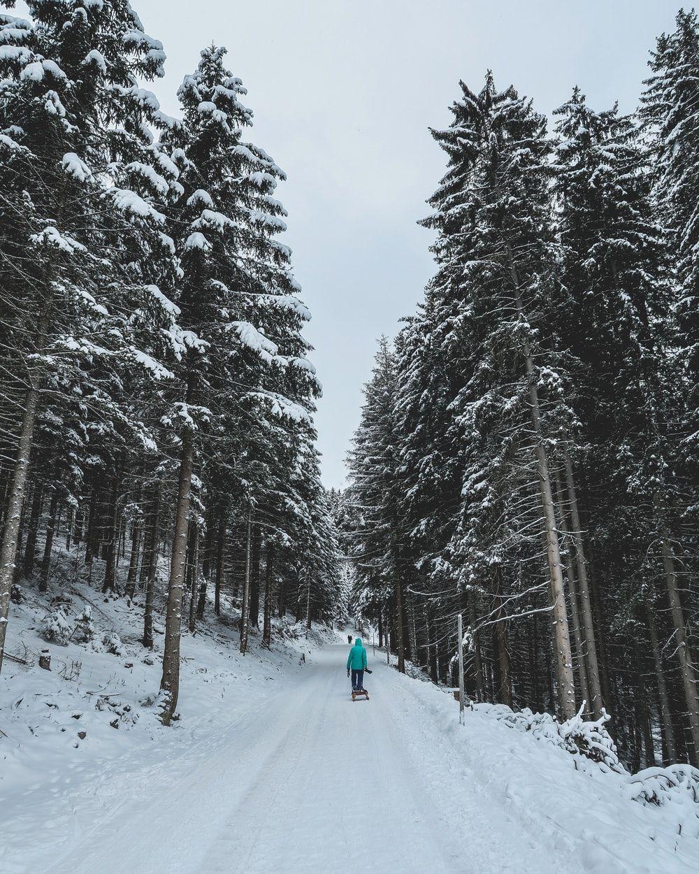 1000x1250 Snowy Forest Picture. Download Free .com