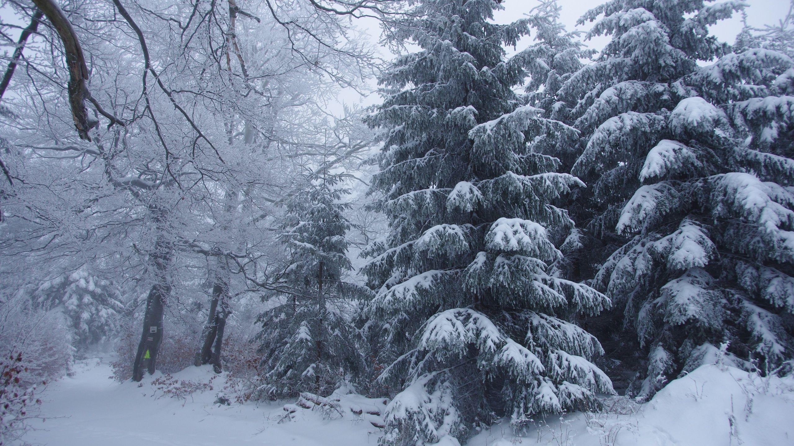 2560x1440 Winter Forest
