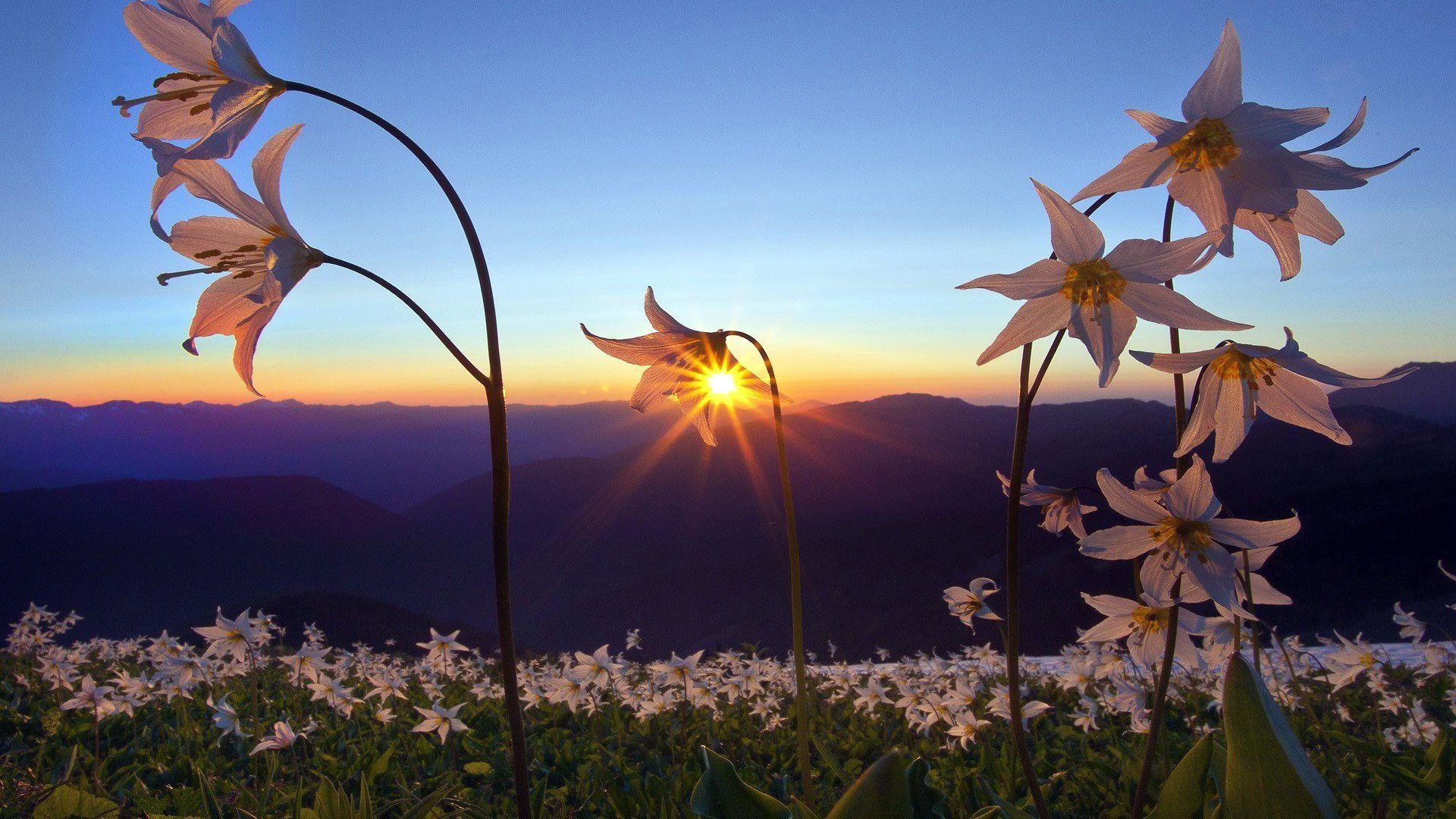 1920x1080 Lovely Sunset HD Background .