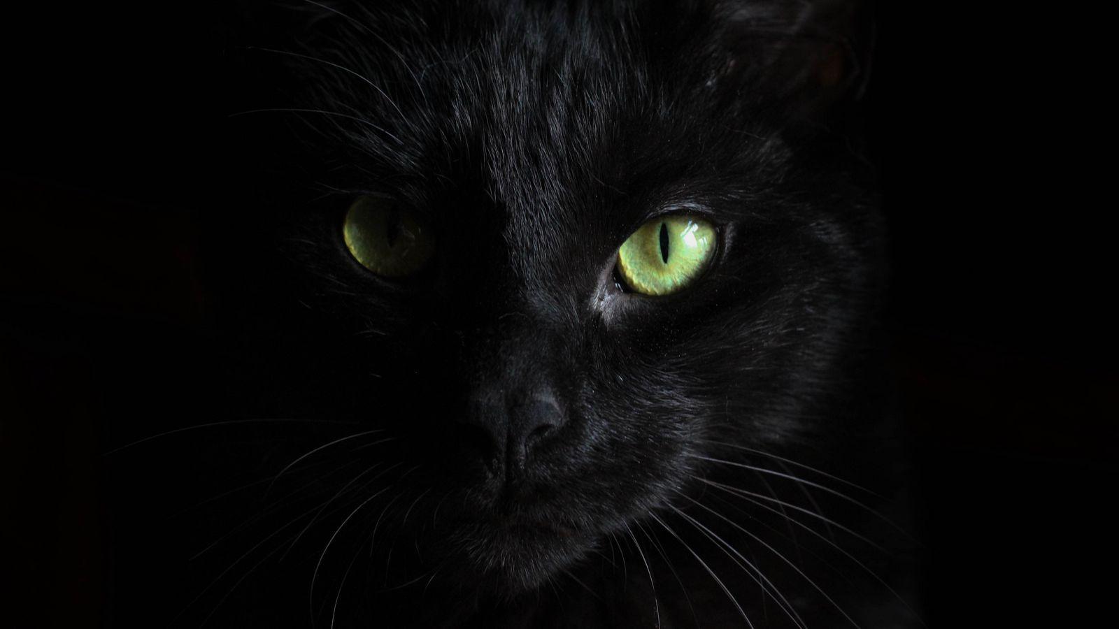 1600x900 black cat, muzzle, look widescreen .
