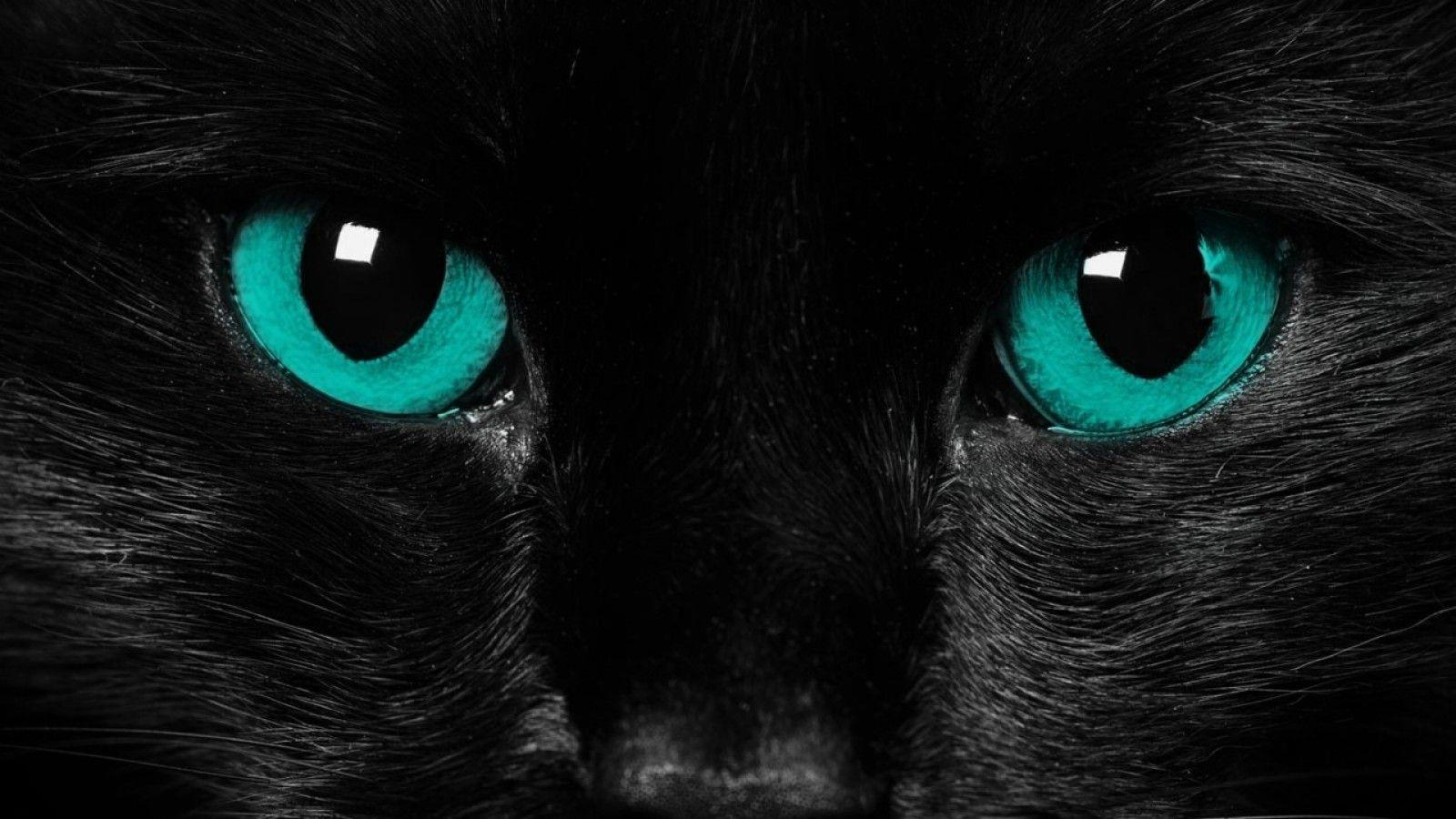1600x900 image Of Black Cat HD Finewallpaper