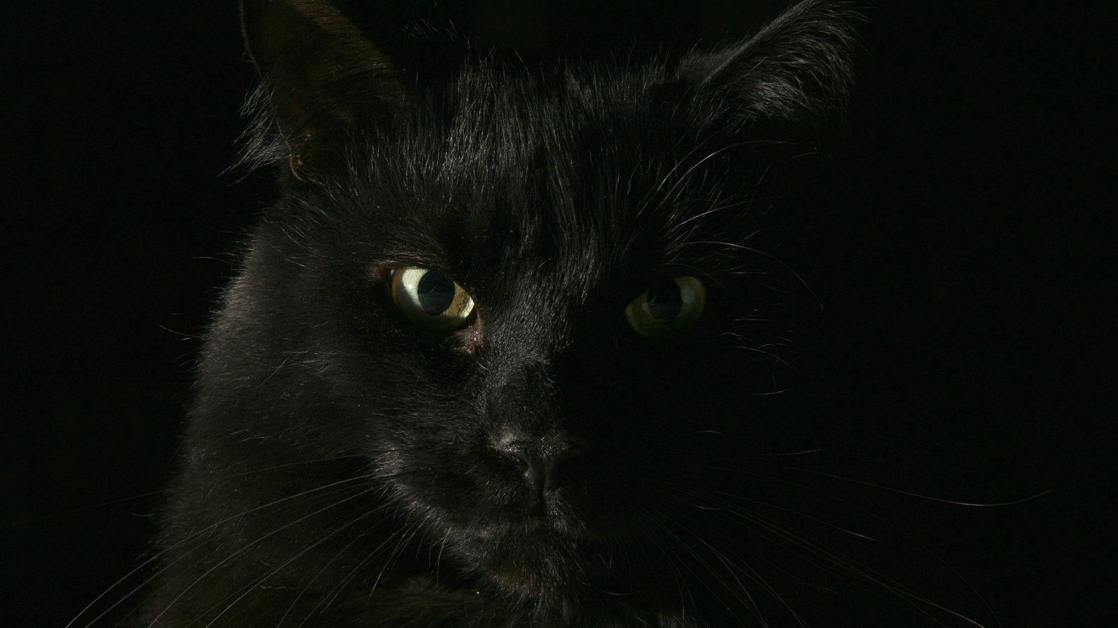 1600x900 black, cat, face, fat, look widescreen .