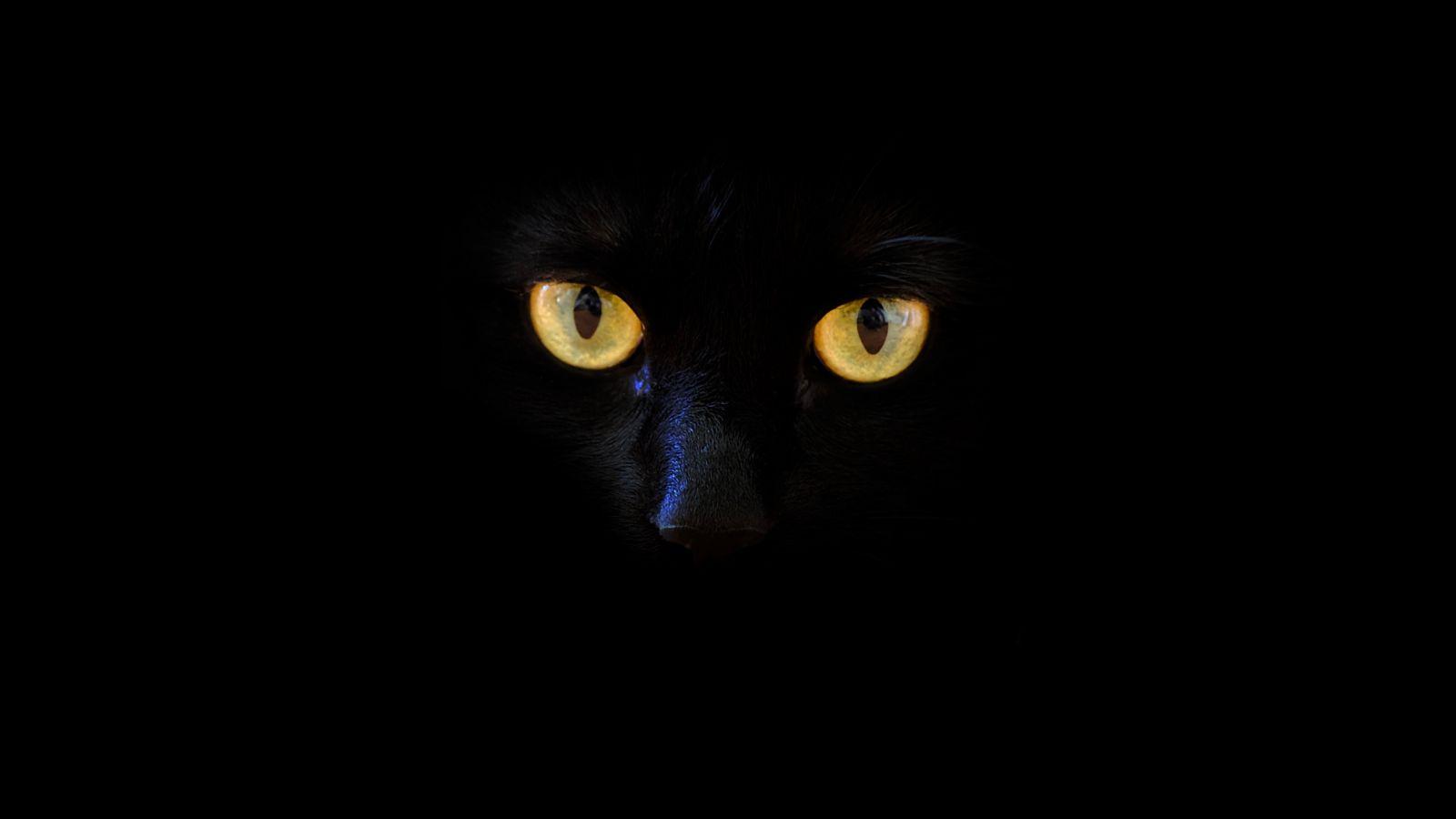 1600x900 Download 1600x900 wallpaper black cat .