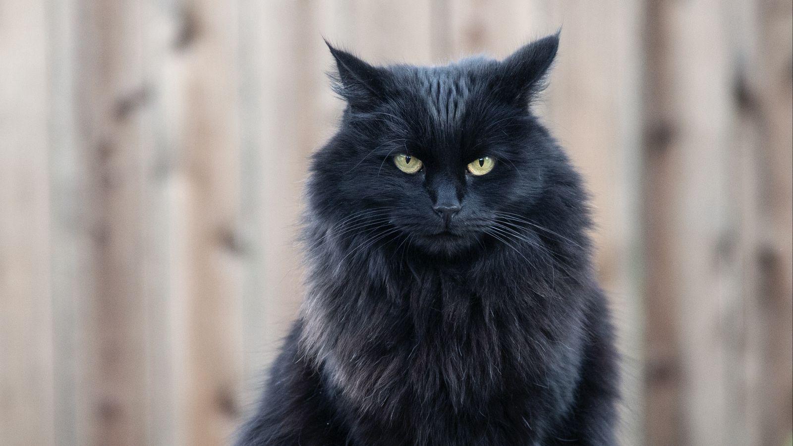 1600x900 Download wallpaper 1600x900 cat, black .