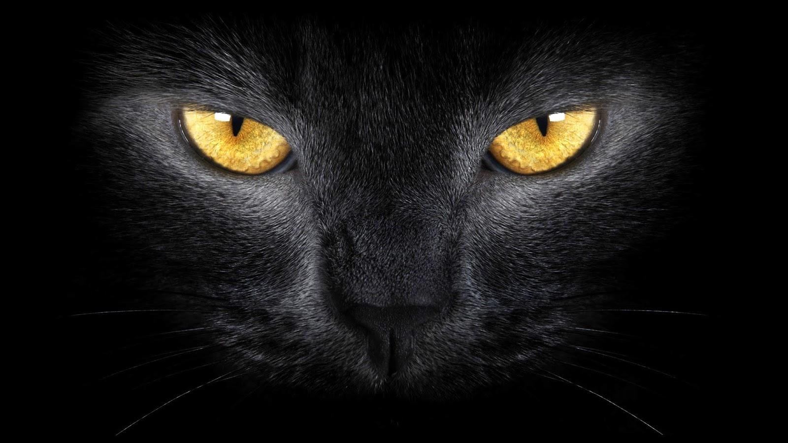 1600x900 im.169: Black Cat Wallpaper Free .