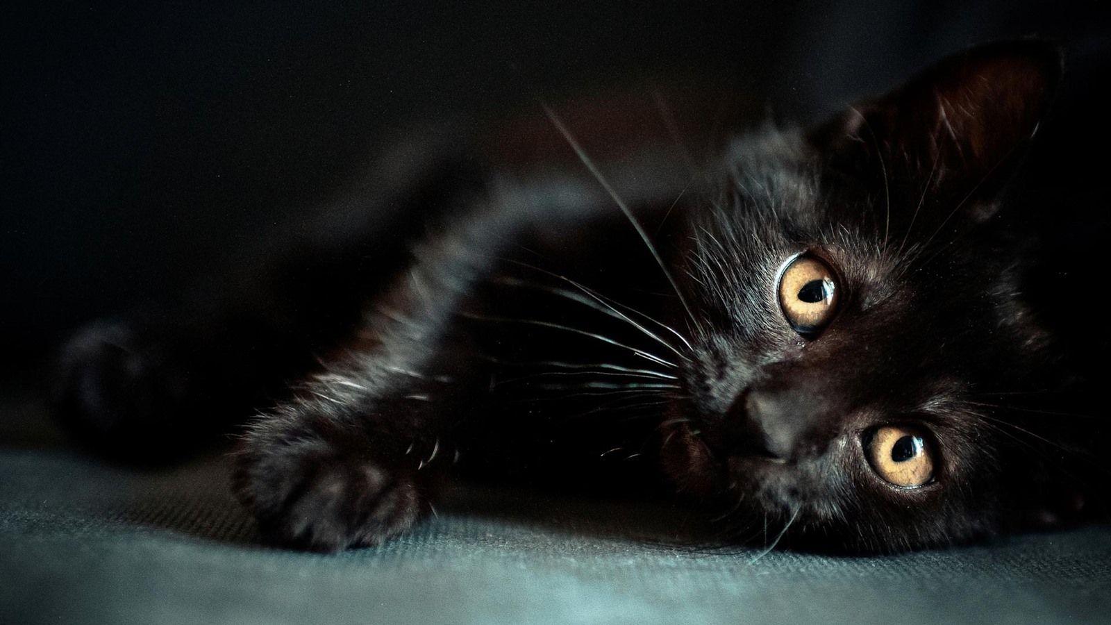 1600x900 Black Cat, Yellow Eyes 1920x1200 HD .best