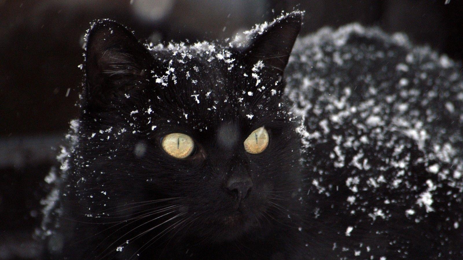 1600x900 Download 1600x900 Black Cat, Snow .
