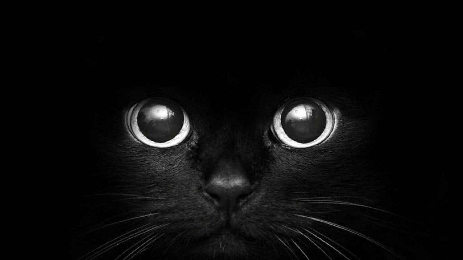 1600x900 Black cat digital wallpaper, monochrome .