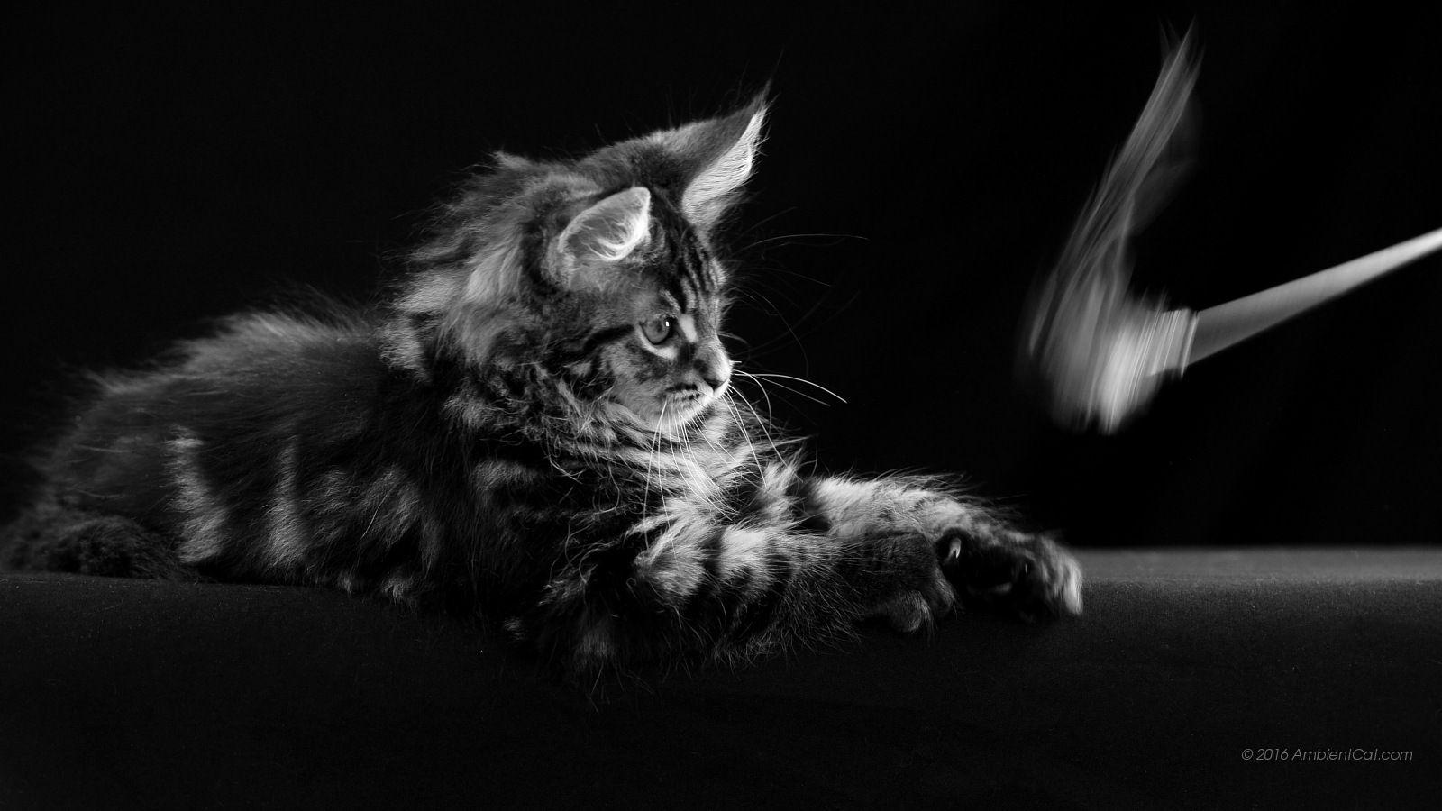 1600x900 Black Cat And White .black White Cats.free Online.gratis