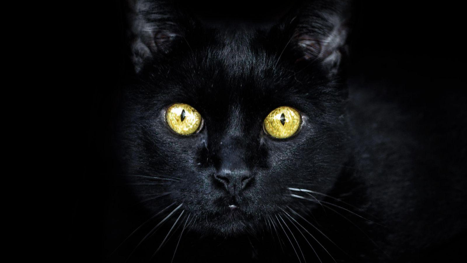 1600x900 Download Black, cat, muzzle, yellow .