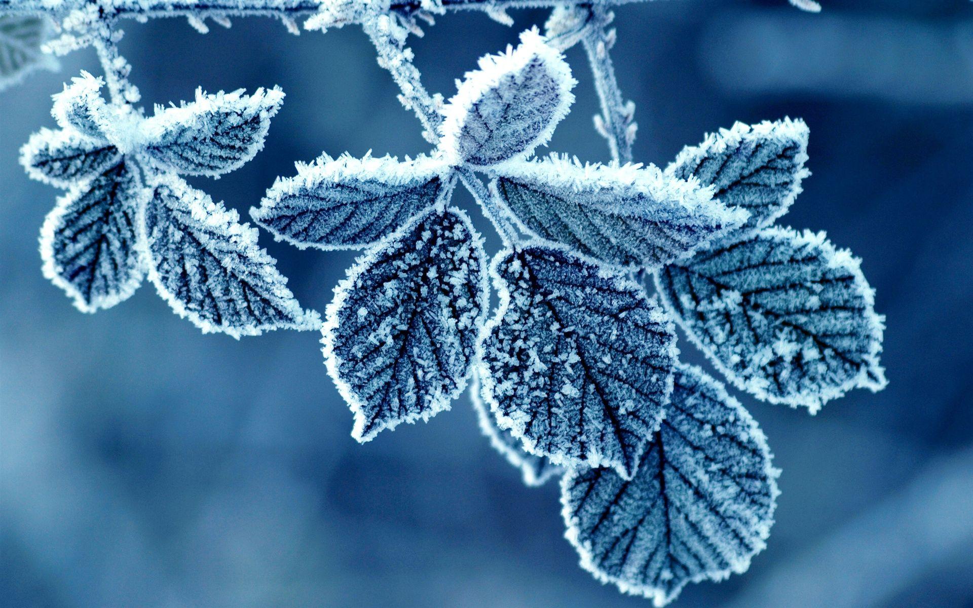 1920x1200 Frost and Leaf Cold, Fall .