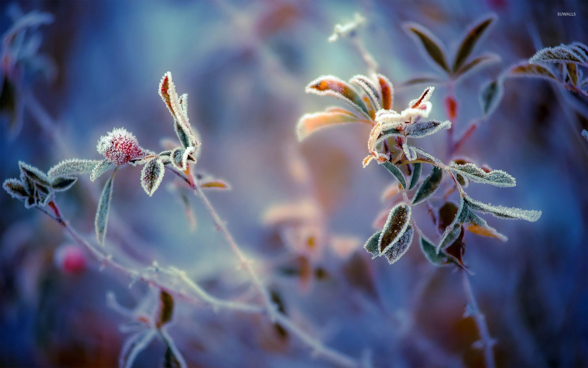 Frosty Wallpapers - Top Free Frosty Backgrounds - WallpaperAccess