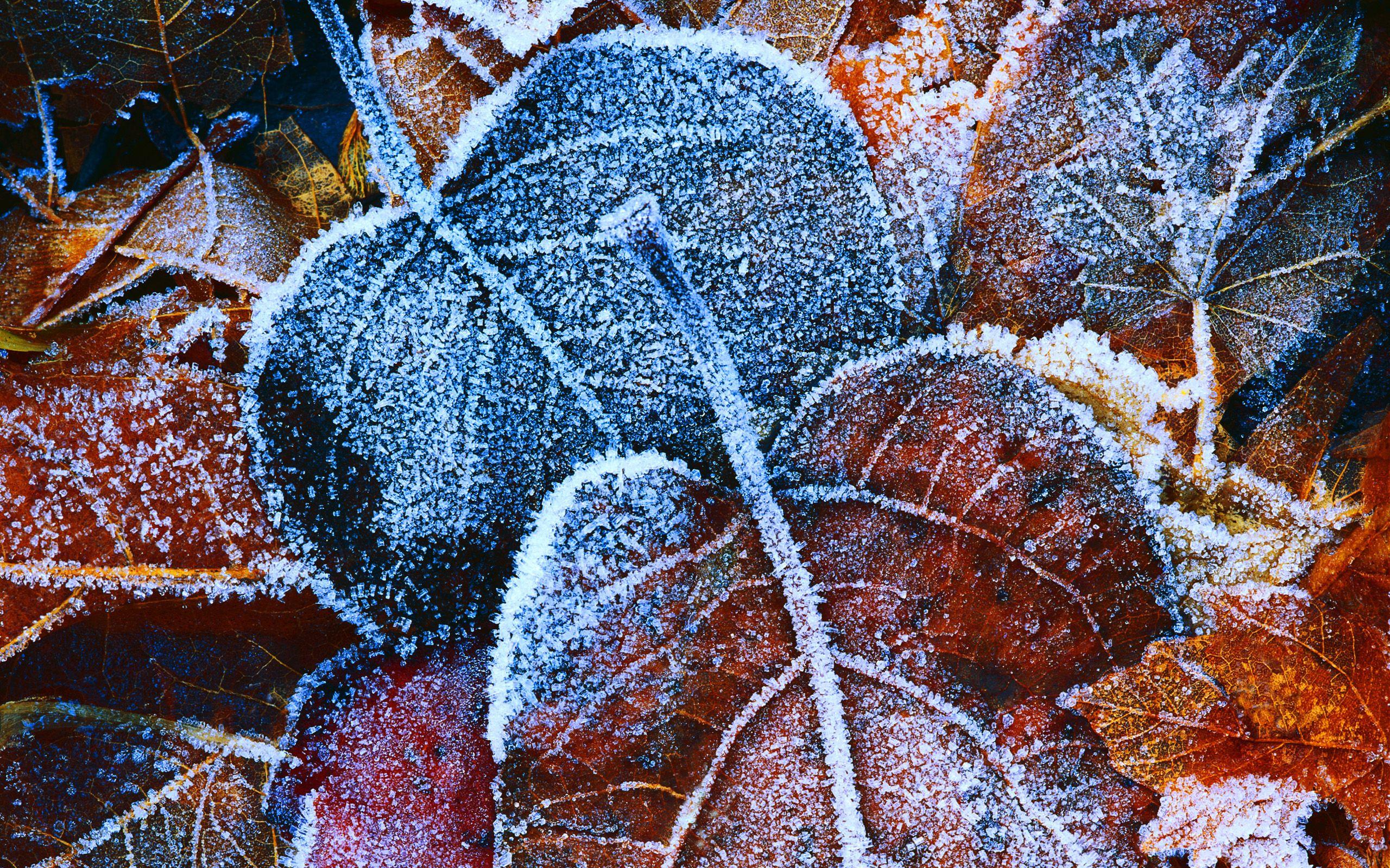 2560x1600 Frosty Autumn Leaves Wallpaper. HD .hdwallpaper.in