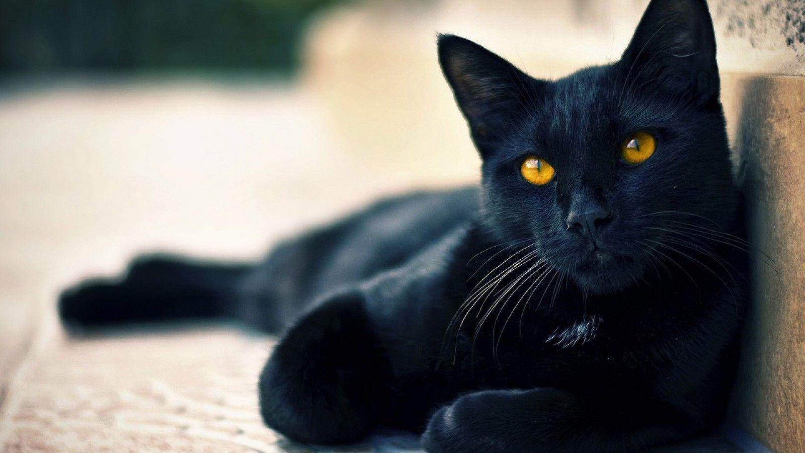 1600x900 Cute Black cat Halloween HD Wallpaper .