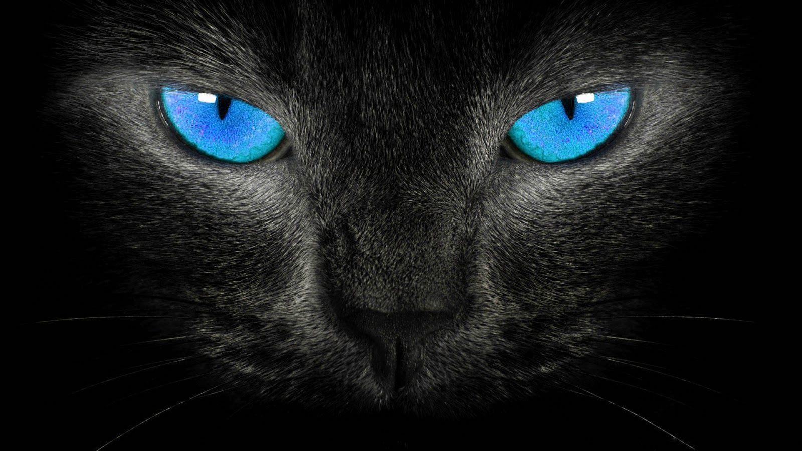 1600x900 black cat wallpaper 109 .