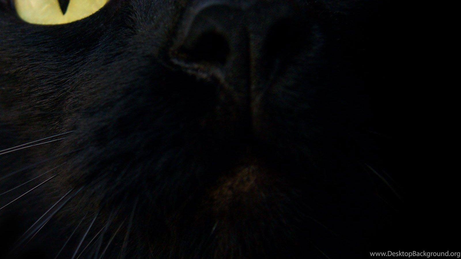 1600x900 Black Cat Wallpaper Widescreen HD .