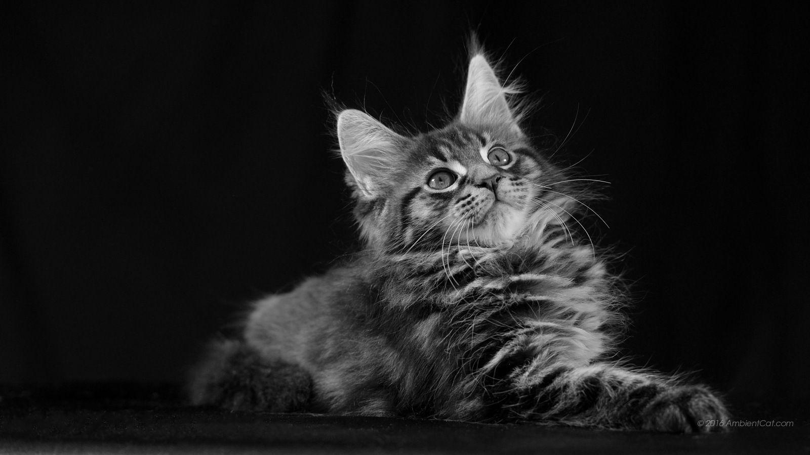 1600x900 Black Cat And White .black White Cats.free Online.gratis
