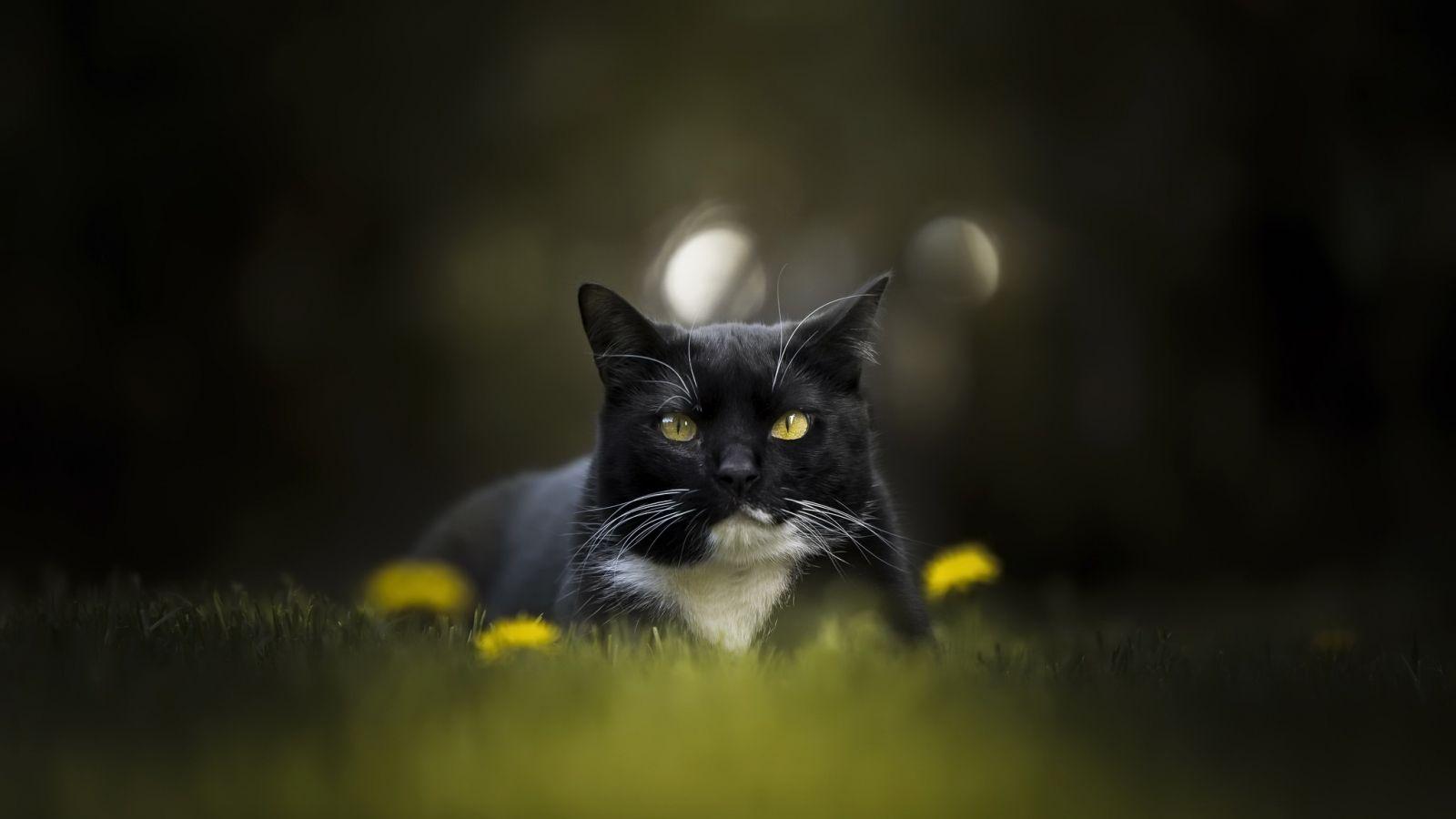 1600x900 Download 1600x900 wallpaper cat .