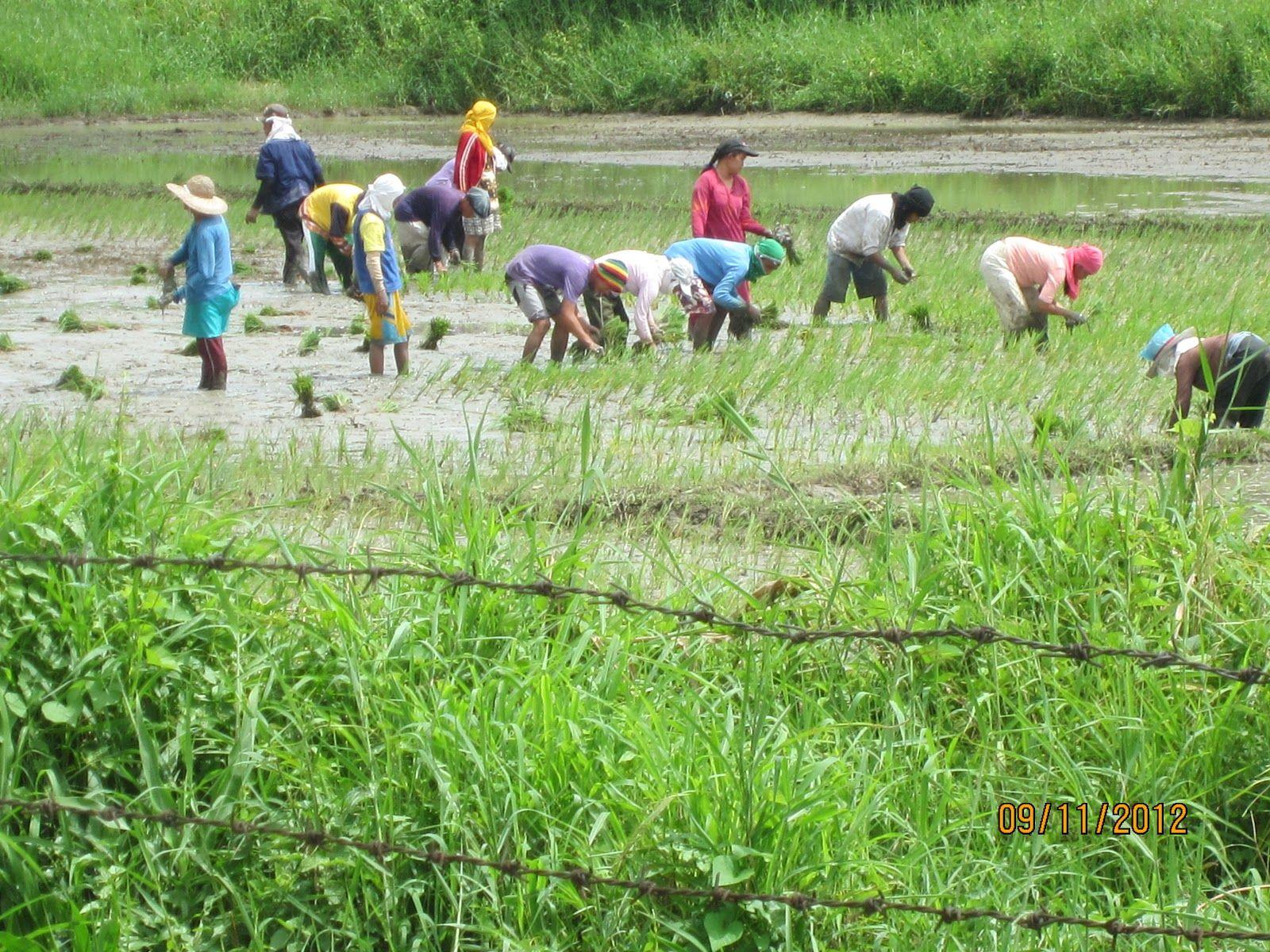 1600x1200 Our Philippine Mission: RICE STAFF OF LIFE HERE IN THE PHILIPPINES