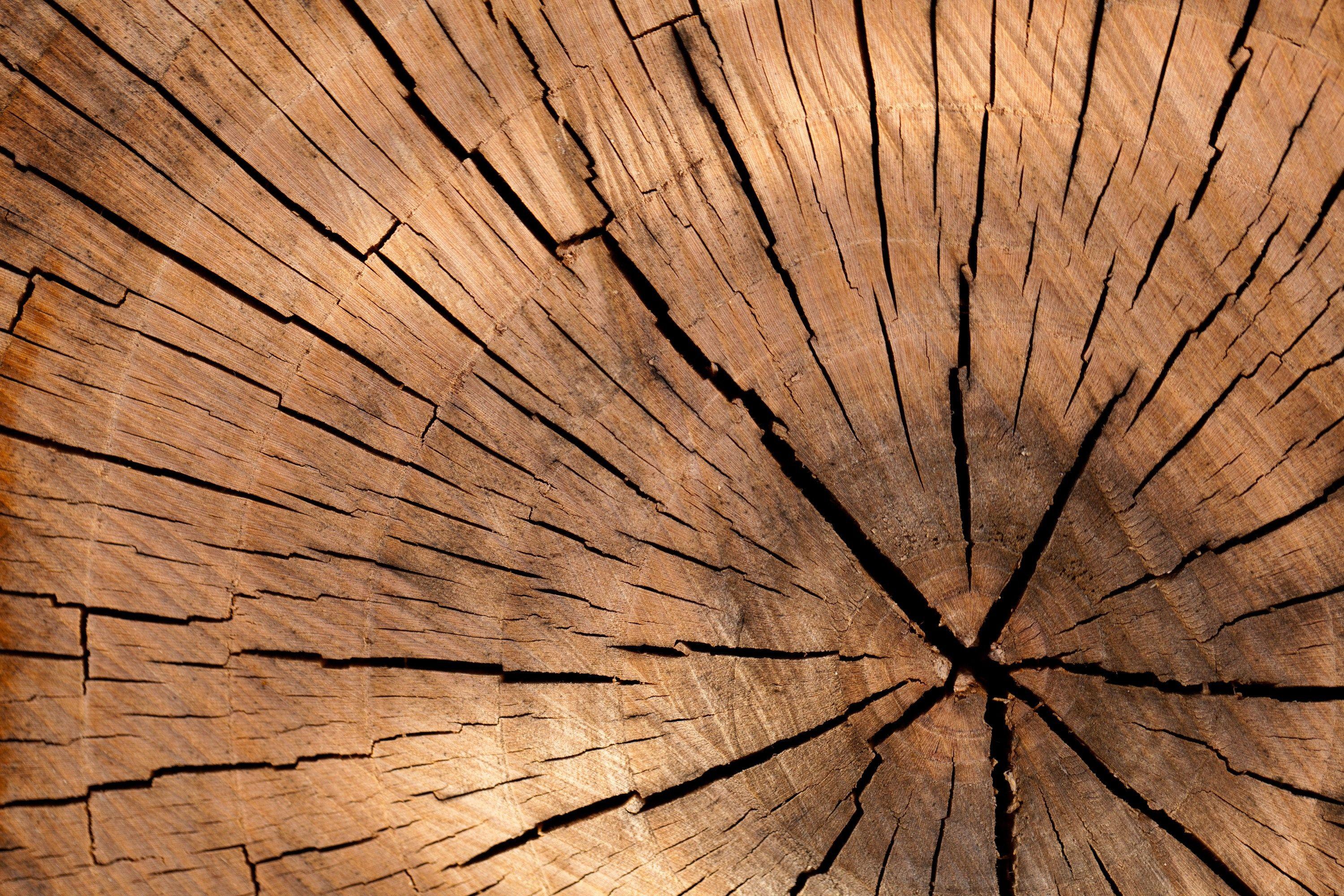 3000x2000 Closeup Photography of Brown Wood Slice .