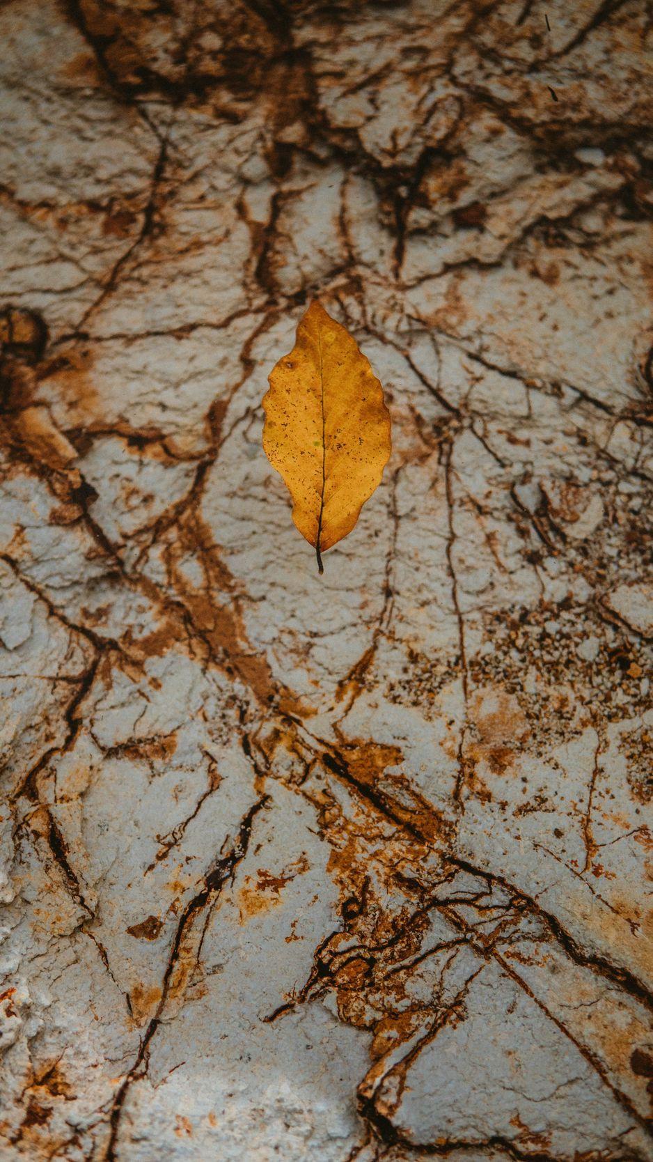 938x1668 Download wallpaper 938x1668 leaf, dry .