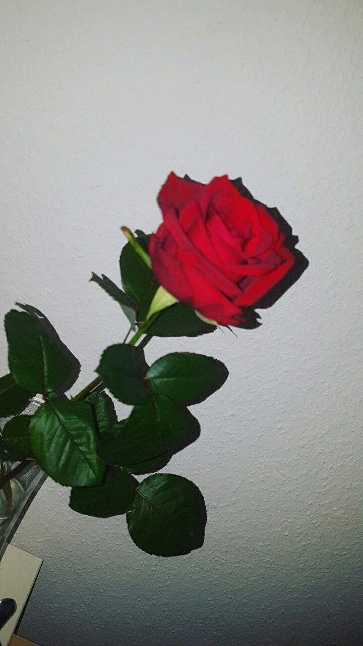 720x1280 Red Roses Aesthetic Wallpaper on .