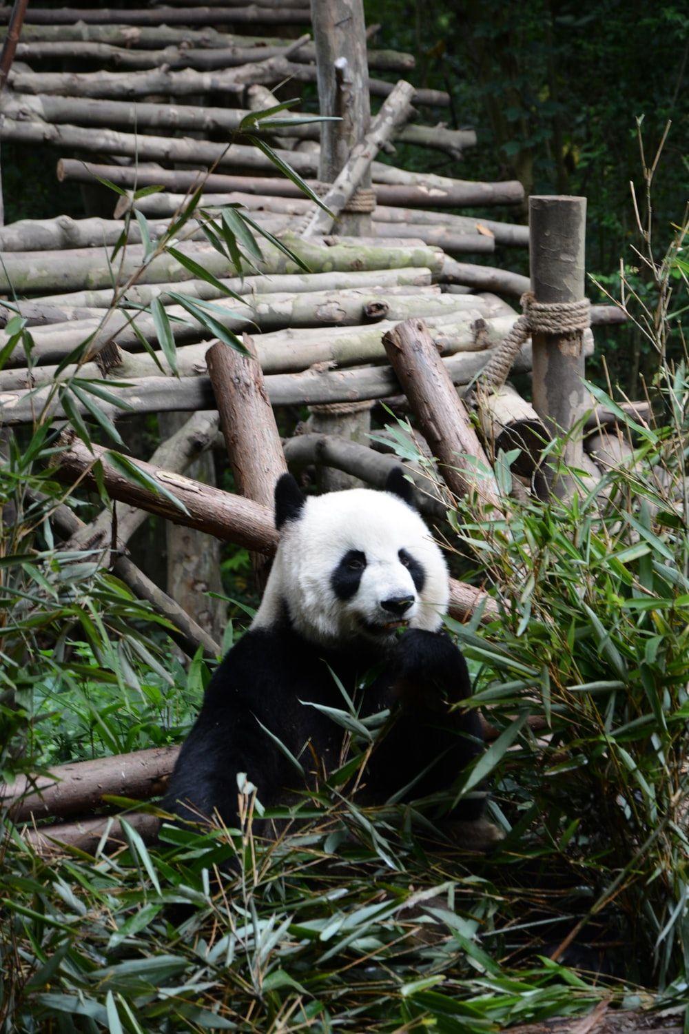 1000x1500 Panda Wallpaper: Free HD Download .com