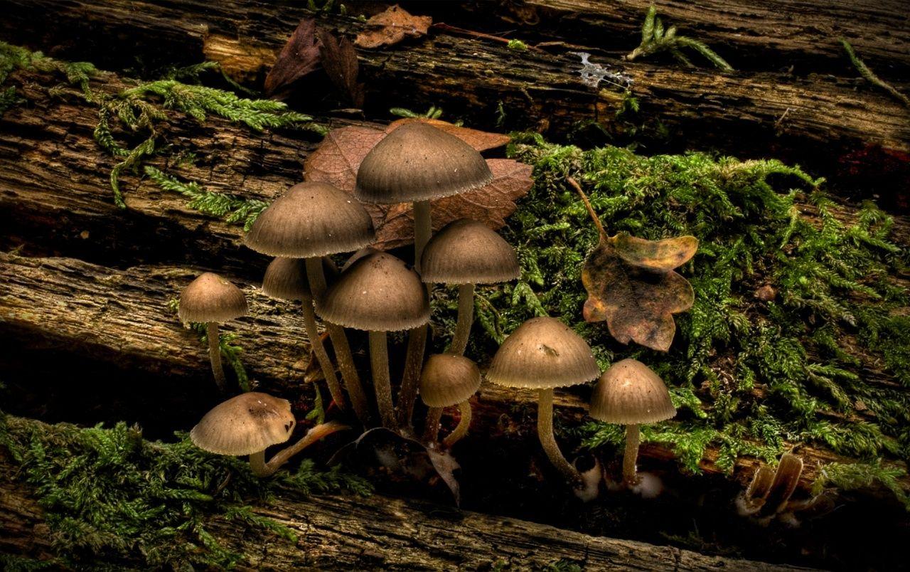 1280x804 Jubilee Mushrooms wallpaper. Jubilee .