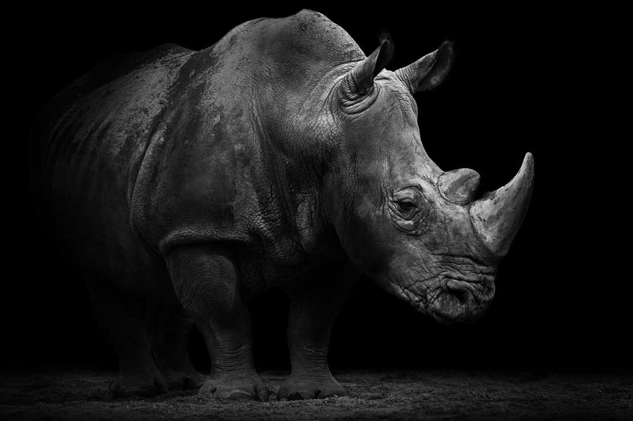 1251x833 Black Rhinoceros Wallpaper .