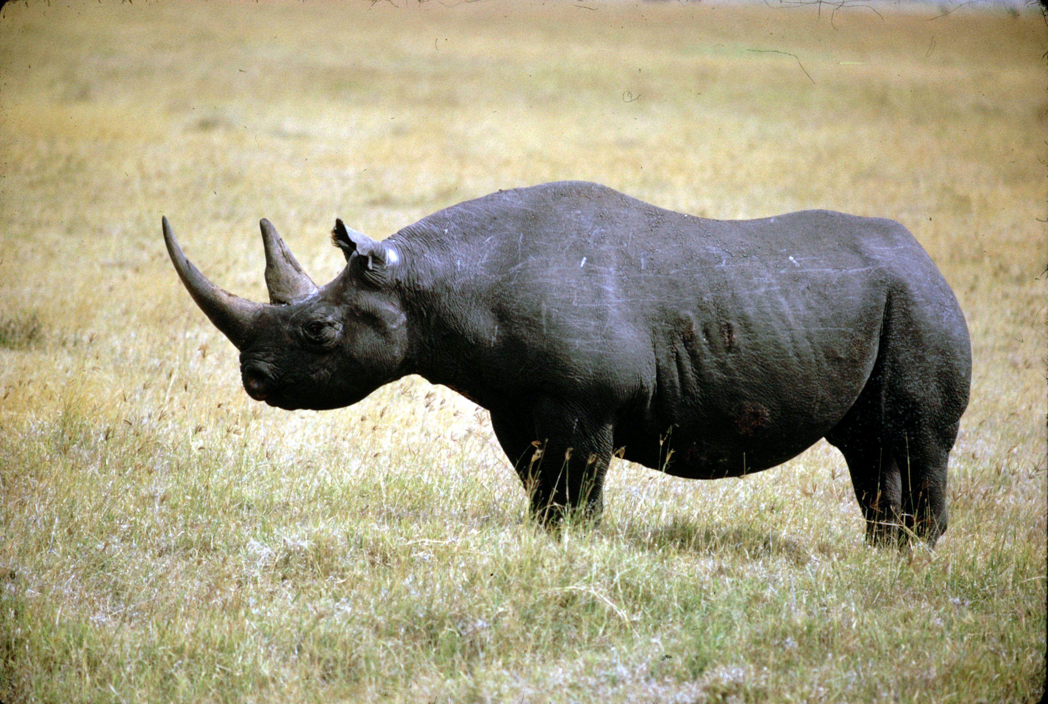 3642x2448 Black Rhinoceros Wallpaper .