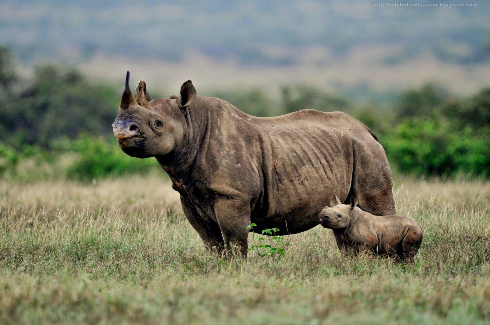 1600x1062 Black Rhinoceros Wallpaper .