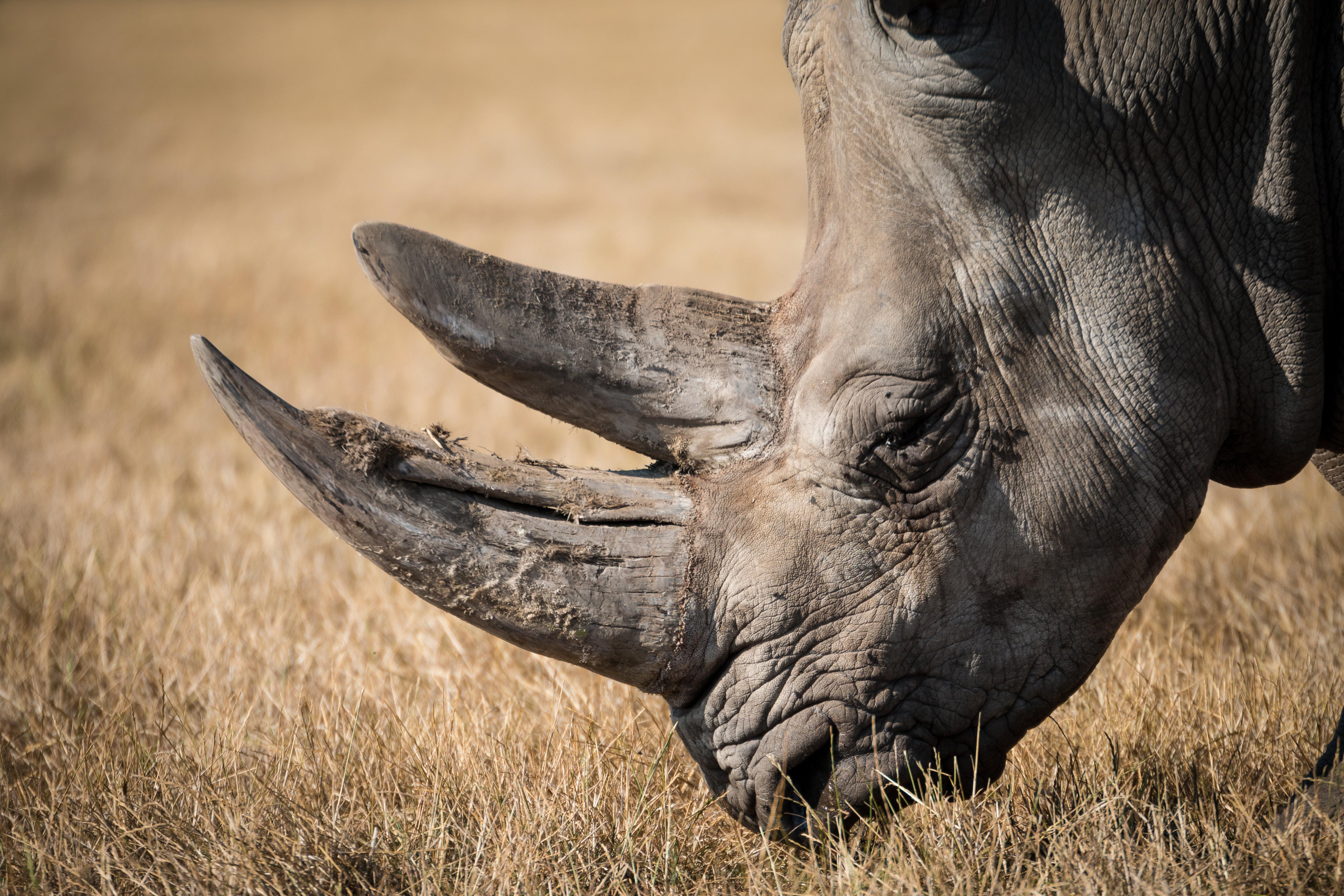 5472x3648 Black Rhinoceros Wallpaper .