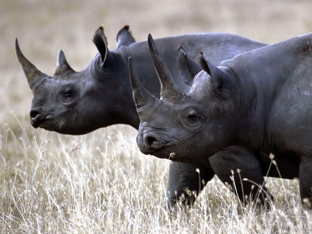 1024x768 Rhino Wallpaper Big Rhino .com