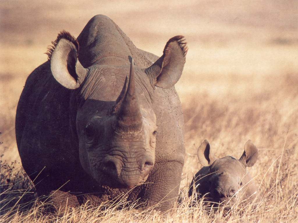 1024x768 Black Rhinoceros Wallpaper FREE .