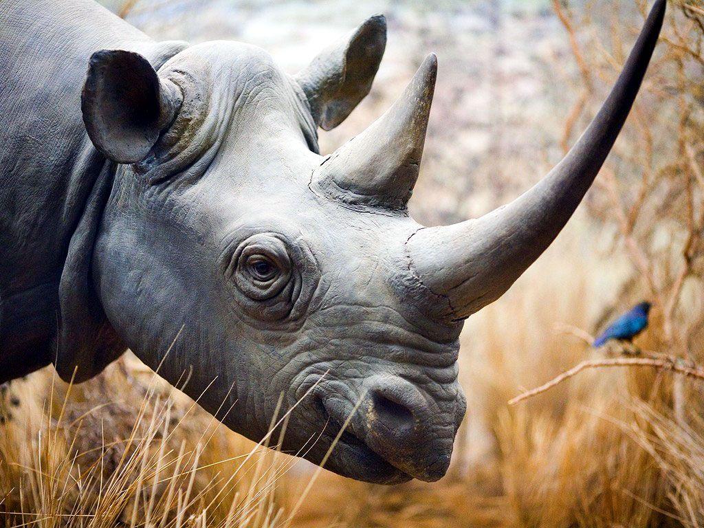 1024x768 Black Rhinoceros Wallpaper FREE .